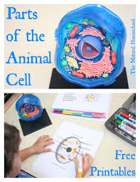 Maybe you would like to learn more about one of these? Free Animal Cell Worksheets And Lesson
