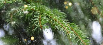 L'arbre de noël est un élément traditionnel incontournable des fêtes de fin d'année. Acheter Son Sapin De Noel Au Marche En Ligne Ou Dans Le Champ Protegez Vous Ca