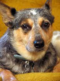 How To Keep A Cattle Dog From Biting Your Ankles