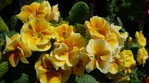 There is room in virtually any garden design for the many shades of. 30 Types Of Yellow Flowers With Pictures Flower Glossary