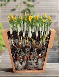 Stackable Bulb Demo Can This Be Used For Root Vegetables Plants Planting Bulbs Garden Containers
