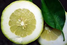 Cédrat, le citrus au doux parfum - Tahiti Heritage