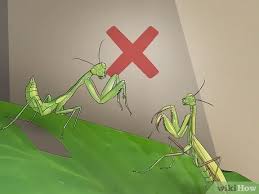 It has not left the stores yet. 4 Ways To Keep A Praying Mantis As A Pet Wikihow