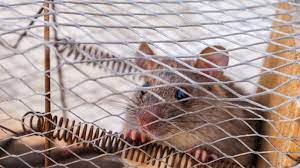 However, it can be a little tricky to set up, but it gets the job done when placed properly. 13 Diy Mouse Trap Ideas Using Common Materials You Can Find At Home
