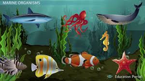 The stickers are numbered and you can go from 1 till the end of the sequence if teaching numerical order is important to you, but we just took each sticker at random. Types Of Marine Organisms Video Lesson Transcript Study Com