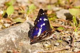 Image result for Apatura iris