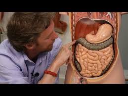 In the above situation, is suri's headache a symptom of an illness, while the. Abdominal Organs Plastic Anatomy Youtube