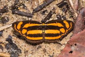 Liz is originally from eastern canada and obtained a master's degree in architecture from dalhousie university. Malayan Lascar Lasippa Tiga Siaka Photographed By Liz Chow In Panti Forest Johore Malaysia In August 2016 Moth Bugs Insects