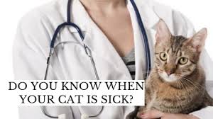 Vets do not sit on y/a all day and while you are typing on the computer, your cat could be in trouble. Cat Health Do You Know When Your Cat Is Sick