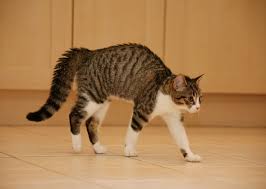 Up to 12 different moves. 4 Ways You Might Be Misinterpreting Your Cat S Body Language