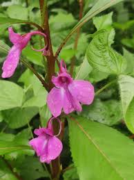 Image result for Impatiens balsamina