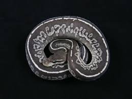 Axanthic Black And White Ball Python Monyx Morph List World Of Ball Pythons Ball Python Ball Python Morphs Python