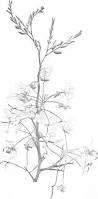 Image result for Cassia angolensis