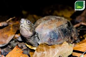 Box turtles are a group of turtles that live in north america. 24 Endangered Keeled Box Turtles Returned Home
