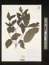 Image result for Markhamia obtusifolia