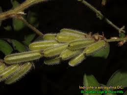 Image result for Indigofera astragalina