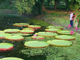 Indian Botanic Garden