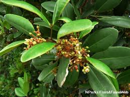 Image result for Xylocarpus