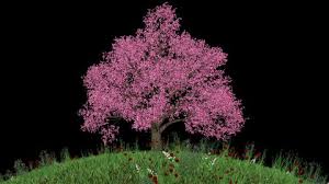 A mineral deficiency occurs when the weeping cherry tree doesn't receive the nutrients it needs. Weeping Willow Salix Babylonica Ornamental Stock Footage Video 100 Royalty Free 14739868 Shutterstock