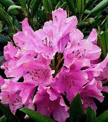 Image result for Rhododendron