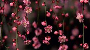 Cute wallpaper hd for laptop. Cute Laptop Backgrounds Wallpaper Cave