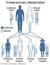 x linked dominant inheritance wikipedia