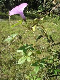 Image result for Ipomoea kituiensis