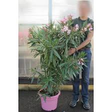 We did not find results for: Laurier Rose Fleurs Roses Vente Laurier Rose Fleurs Roses Nerium Oleander Rosea