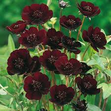 Chocolate Cosmos Is One Of The Rarest Flowers In The World Chocolate Cosmos Flower Beautiful Flowers Chocolate Cosmos