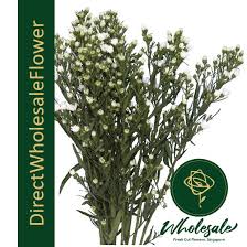 We provide customers with the opportunity to purchase fresh flowers, greens, and other floral supplies direct from the farms and manufacturers. Phoenix Flower Wholesale In Singapore