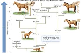 Horse Evolution Diagram Wiring Diagrams