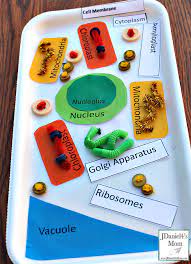 Maybe you would like to learn more about one of these? How To Make A Plant Cell Model Using Recycled Materials