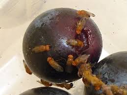 L'inhalation de comprimés contenant du sulfate ferreux peut causer une nécrose de la muqueuse bronchique, ce qui peut mener à de la toux, de l'hémoptysie, une. Drosophila Suzukii