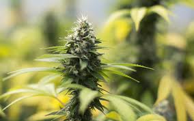 Download 7 Cannabis Strains That Changed The Game Leafly