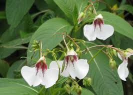 Image result for Impatiens shirensis