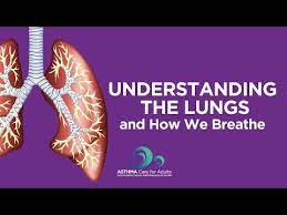 This Video Provides A Basic Understanding Of The Lungs And How We Breathe It Explains What Happens Inside The Lungs When You Have Understanding Breathe Lunges