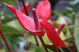 Maybe you would like to learn more about one of these? Here S All That You Wanted To Know About Peace Lily Plants Gardenerdy