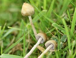 psilocybe semilanceata magic mushroom liberty cap