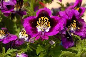Schizanthus Butterfly Flower Poor Man S Orchid Flowers Dream Garden Butterfly Flowers