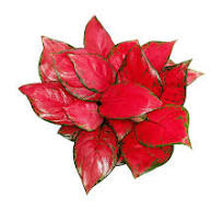 Aglaonema Hongyan Real Plants