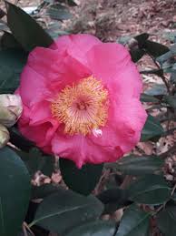 Camellua R L Wheeler Camellia Rose Flowers