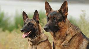 The malinois is marginally smaller than the german shepherd, but both breeds can grow to heights of between 24 and 26 inches. German Shepherd Vs Belgian Malinois Comparing Two Confident Breeds