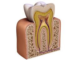 Tooth V2 3d Model Accurate Very High Definition Tooth Model With A Detailed Chewing Surface A Sectioned Version And A Closed Ver Human Teeth Teeth Body Bones