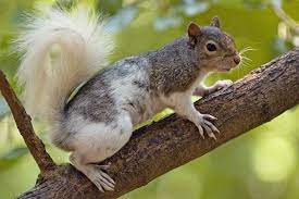 Piebald Squirrel In Eureka Springs Arkansas Photo By Richard Quick Via Squirrel Lovers On Facebook 9 05 15 Squirrel Squirrel Pictures Cute Squirrel
