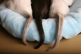 The list of cute cat names can help you find the purrfect name for your new cat or kitten. What Is A Group Of Cats Called Slideshow