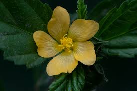 Image result for Malvastrum coromandelianum