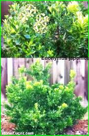 المضاض الياباني Euonymus Japonicus قسم الفواكه النبات معلومات نباتية وسمكية معلوماتية Plants Herbs