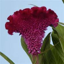 Bombay Cherry Celosia Flower Seeds Bonsai Flower Plants