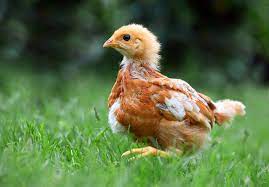 Dec 15, 2020 · how to tell the age of a chicken. How To Tell How Old A Chicken Is Tips And What To Look For The Hen S Loft