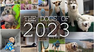 @dog_ratess video Tweet